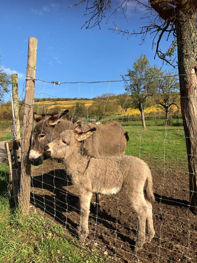 דירות Westhalten Chez Le Vigneron מראה חיצוני תמונה